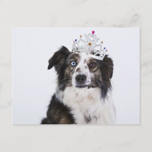 Niedlicher Hund mit Krone Postkarte (Vorderseite)