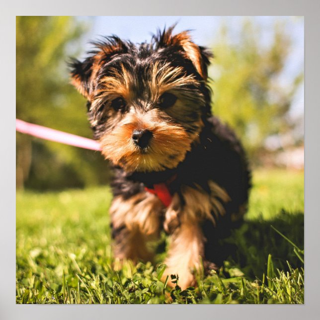 Niedlicher Hund Nah-Up-Poster Poster (Vorne)