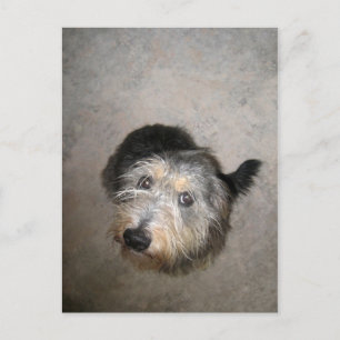 Niedlicher Hund Postkarte
