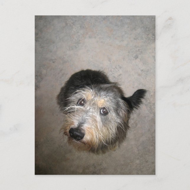 Niedlicher Hund Postkarte (Vorderseite)