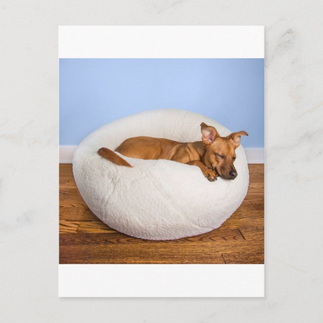 Niedlicher Hund Postkarte (Vorderseite)