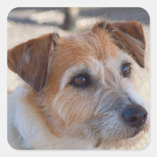 Niedlicher Hund Quadratischer Aufkleber