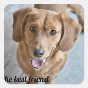Niedlicher Hund Quadratischer Aufkleber