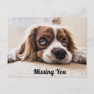 Niedlicher Hund/Spaniel Sad Eyes Foto Vermisst Postkarte