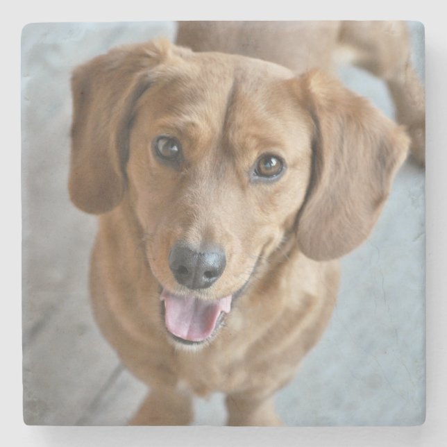 Niedlicher Hund Steinuntersetzer (Vorderseite)