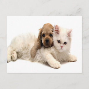 niedlicher Hund und Katze Postkarte