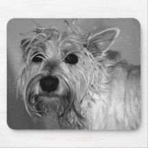 Niedlicher Hund - Westie (Westhochland-Terrier)