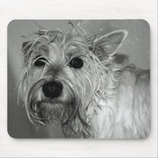 Niedlicher Hund - Westie (Westhochland-Terrier) Mousepad