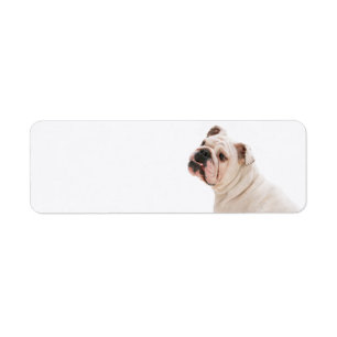 Niedlicher Hundehund