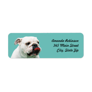 Niedlicher Hundehund