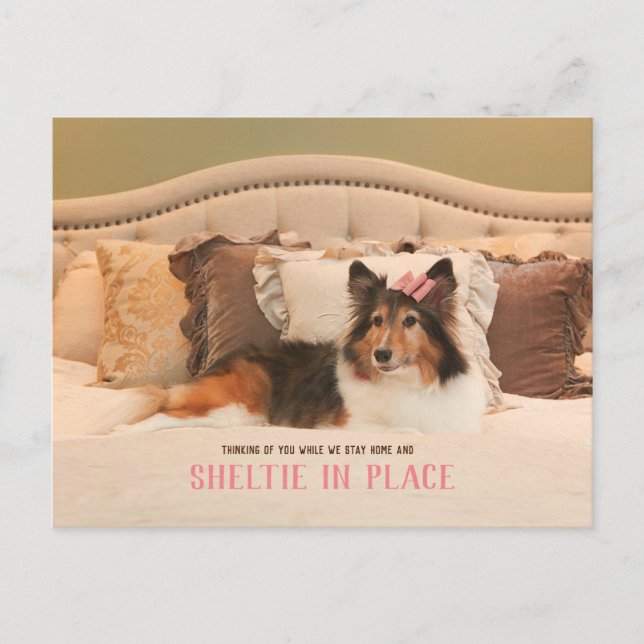 Niedlicher Hundehütter | Sheltie Postcard Postkarte (Vorderseite)