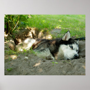 Niedlicher Husky-Hund, der im Sand liegt Poster