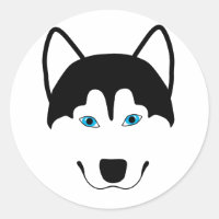 Niedlicher Husky-Hund