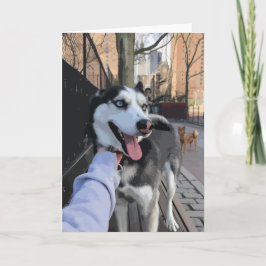 Niedlicher Husky in einem Hundepark mit Zunge aus  Karte