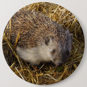 Niedlicher Igel im Stubelfeld Button