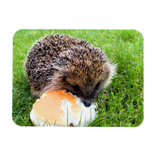 NIEDLICHER IGEL MAGNET
