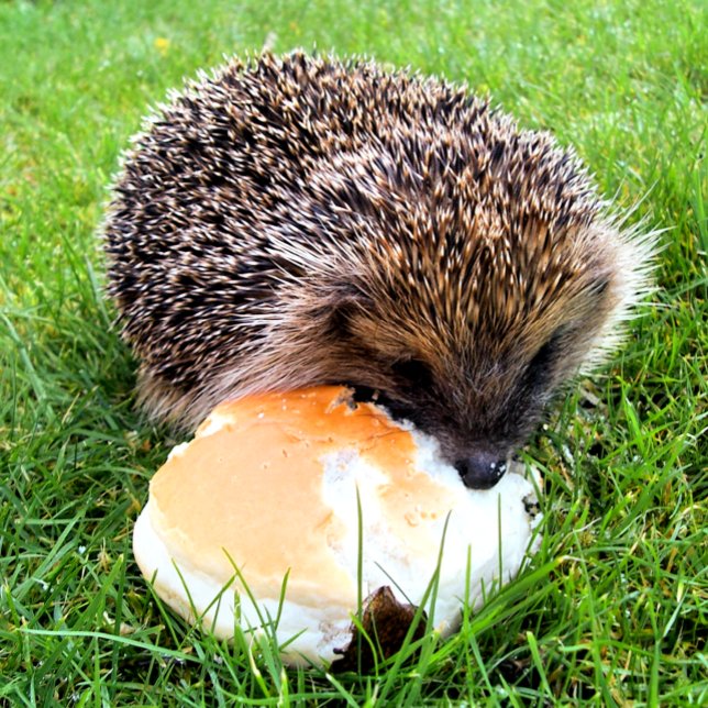 NIEDLICHER IGEL POSTKARTE (Von Creator hochgeladen)