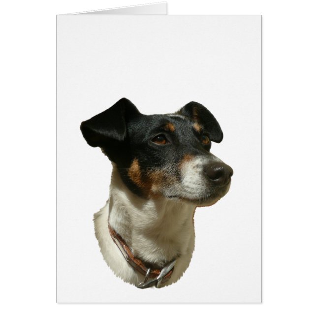 Niedlicher Jack Russell Dog (Vorne)