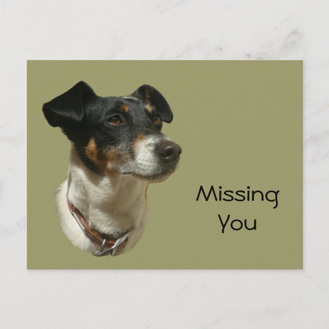 Niedlicher Jack Russell Dog Postkarte (Vorderseite)