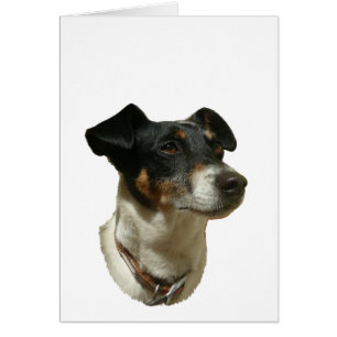 Niedlicher Jack-Russell-Hund