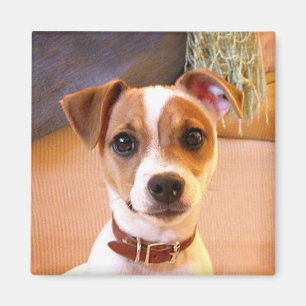 Niedlicher Jack Russell Terrier Magnet