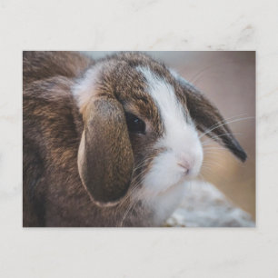 Niedlicher Kaninchen Ostern Postkarte
