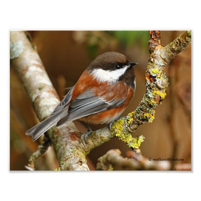 Niedlicher Kastaniengegarter Chickadee auf dem Bir Fotodruck (Vorne)
