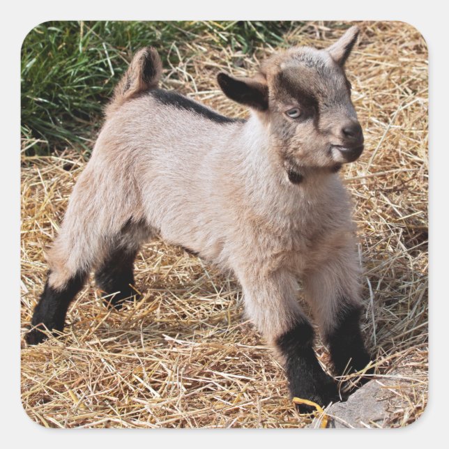 Niedlicher Kid Sticker (Vorderseite)