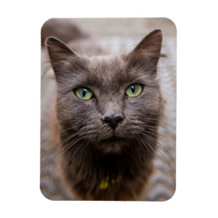 Niedlicher Kitty Kühlschrankmagnet Magnet