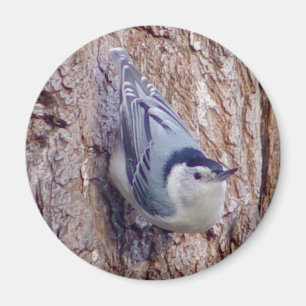 Niedlicher Kleiber-Vogel-Magnet Magnet