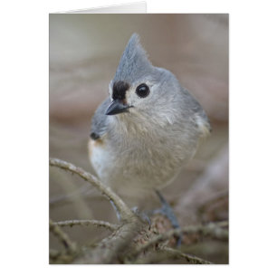 Niedlicher kleiner büscheliger Titmouse