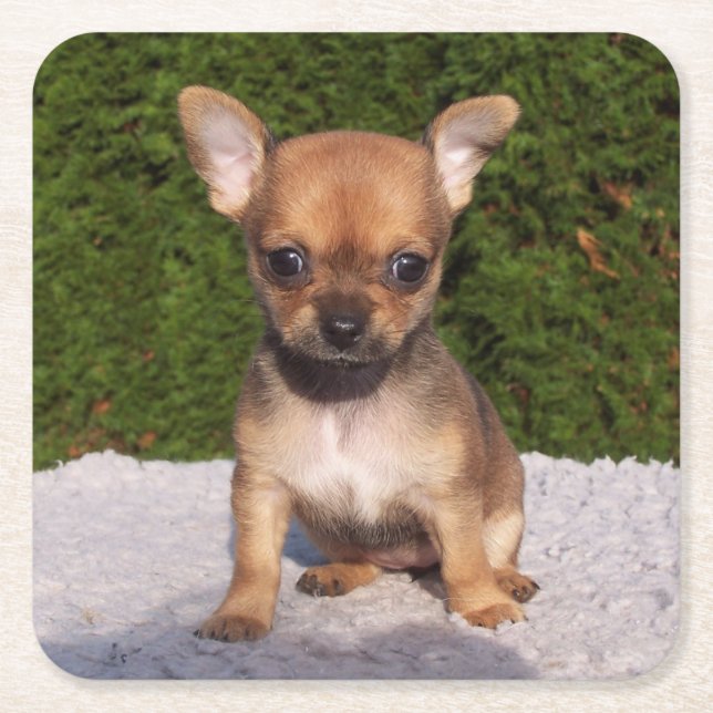 Niedlicher kleiner Chihuahua-Welpenhund Rechteckiger Pappuntersetzer (Vorderseite)