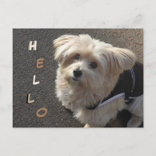 Niedlicher kleiner Hund HELLO Postcard Postkarte
