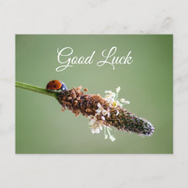 Niedlicher kleiner Ladybug für viel Glück und Glüc Postkarte