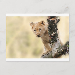 NIEDLICHER KLEINER LION CUB BEREICH POSTKARTE