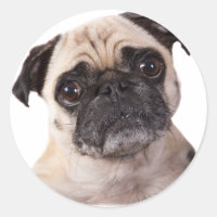 niedlicher kleiner Mops