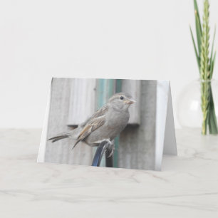 Niedlicher kleiner Spatz auf einem Vogelfutterhaus Karte