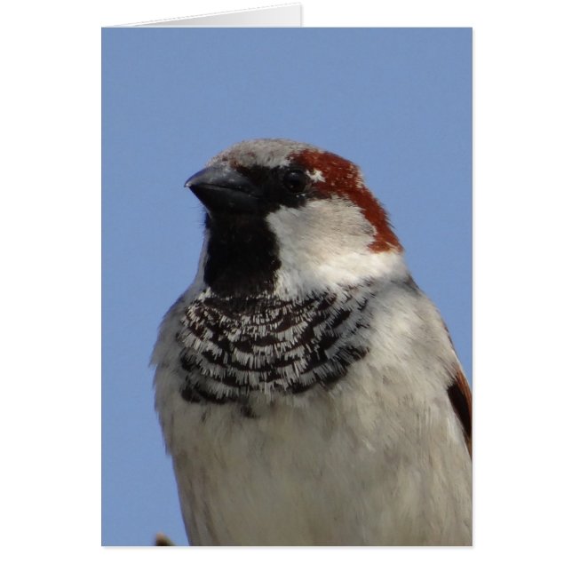 Niedlicher kleiner Vogel (Vorne)