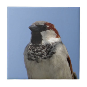 Niedlicher kleiner Vogel Fliese
