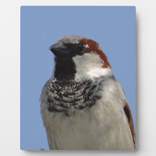 Niedlicher kleiner Vogel Fotoplatte (Vorderseite)