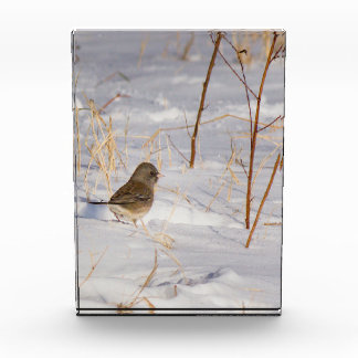 Niedlicher kleiner Vogel im Schnee Fotoblock