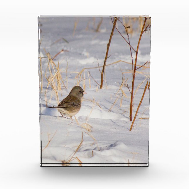 Niedlicher kleiner Vogel im Schnee Fotoblock (Vorderseite)
