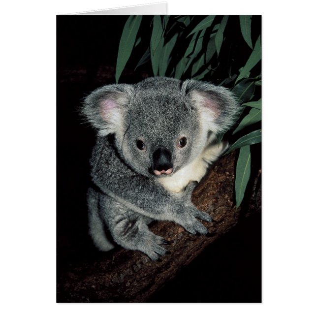 Niedlicher Koala-Bär (Vorne)