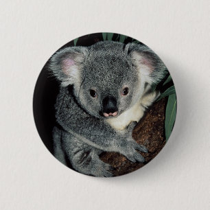 Niedlicher Koala-Bär Button