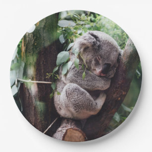 Niedlicher Koala-Bär, der in einem Baum sich Pappteller