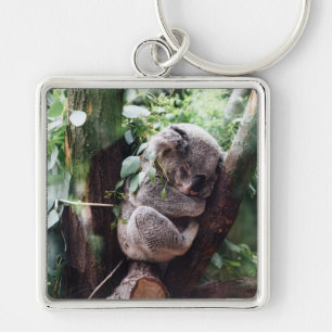Niedlicher Koala-Bär, der in einem Baum sich Schlüsselanhänger