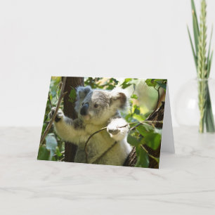 Niedlicher Koala Bär Destination Nature Aussi Outb Karte