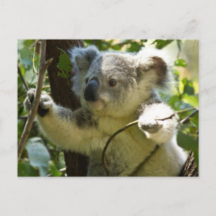 Niedlicher Koala Bär Destination Nature Aussi Outb Postkarte