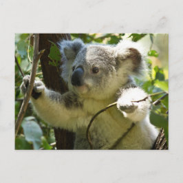 Niedlicher Koala Bär Destination Nature Aussi Outb Postkarte
