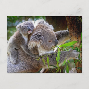 Niedlicher Koala Bär Destination Nature Aussi Outb Postkarte